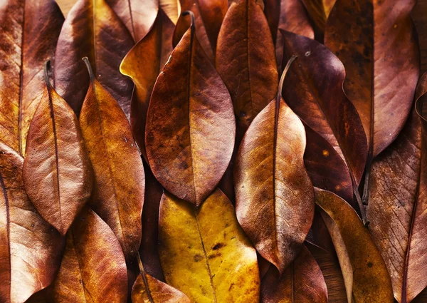 Autumn leaves background — Stock Photo, Image