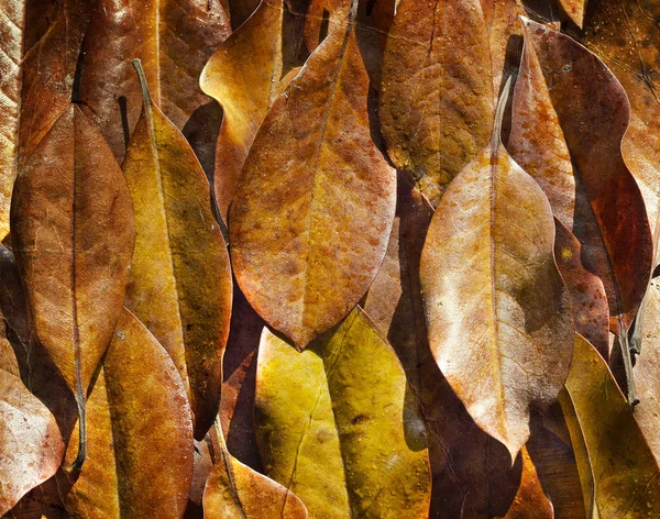 Autunno foglie sfondo — Foto Stock