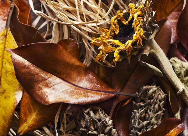 Folhas de outono, close-up — Fotografia de Stock
