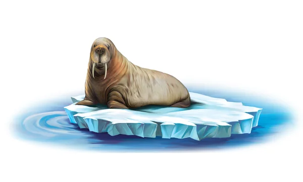 Walrus on ice floe — Stock Photo, Image