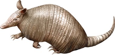 Armadill