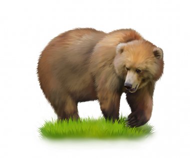 Walking adult bear on a grass.