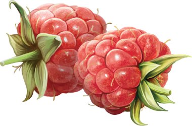 Raspberry with leaves clipart