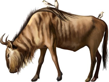 Wildebeest with birds sitting on its back clipart
