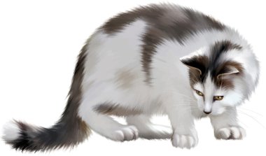 Yetişkin kedi uyarı aşağı bakıyor