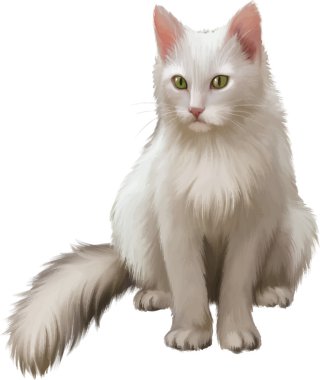 Maine coon kedi. büyük beyaz bir kedi