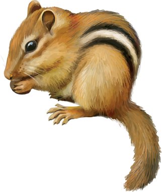 sevimli sincap