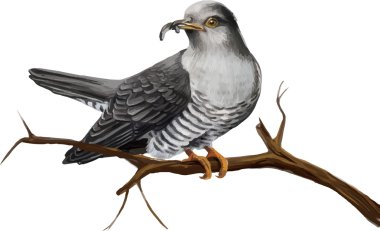 Common Cuckoo clipart