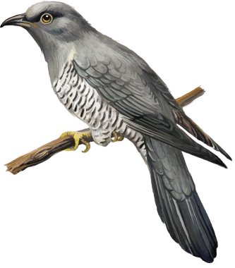 Bayağı guguk