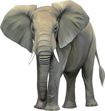 Big adult Asian elephant clipart