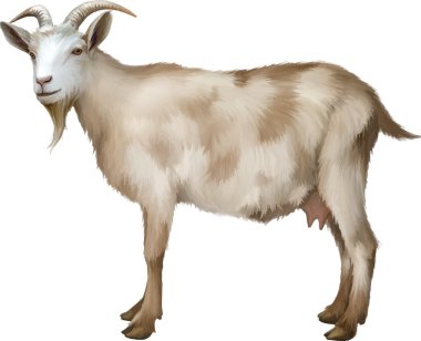 Spotted female adult Goat clipart