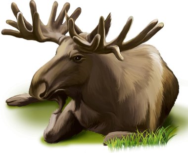 Moose. yetişkin erkek geyikЛось. Дорослий лося чоловічий