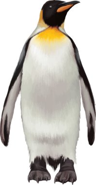 kral penguen