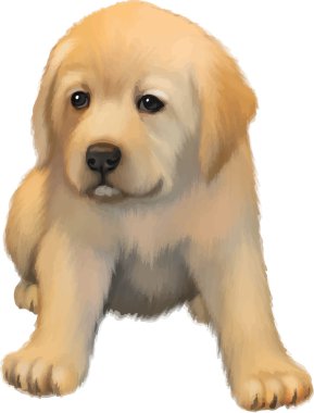 Sarı labrador, şirin küçük puppie