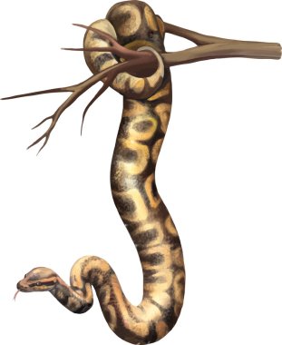 Big Ground Snake (Atractus major) from Ecuador vector Big Ground Snake (Atractus major) from Ecuador vector