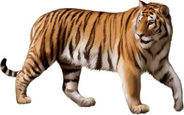 Yetişkin tiger açık kafa ile yürüyüş
