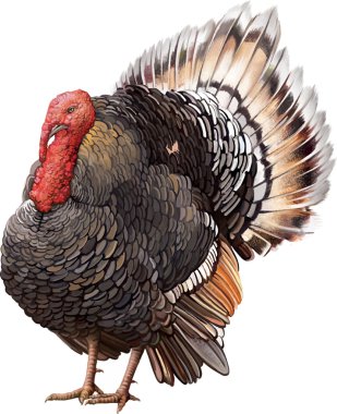 Male Turkey standing with big tail. clipart