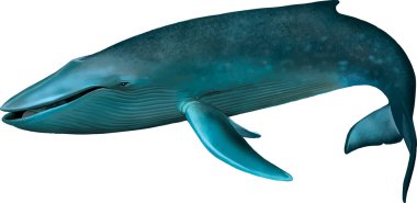 Young Blue whale. clipart