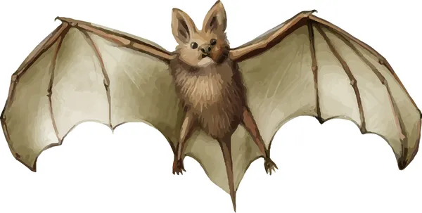 vektör bat
