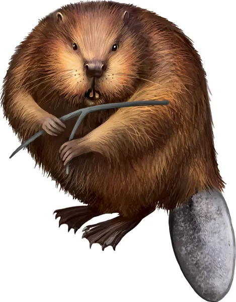 Volwassen beaver — Stockvector
