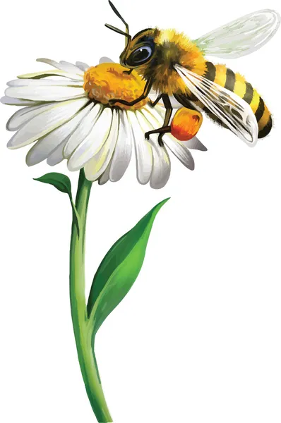 Bee on chamomile — Stock Vector