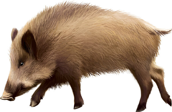 Кабан Сатндинг
