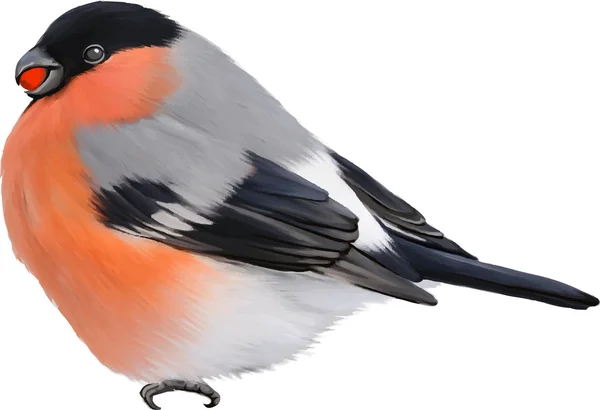 Hýl obecný ptačí — Stockový vektor