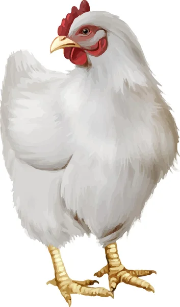 Pollo blanco — Vector de stock