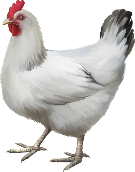 Fehér csirke — Stock Vector