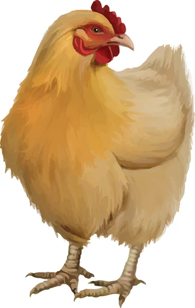 Poulet orange — Image vectorielle