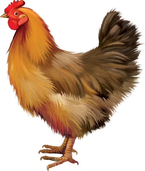 Gallina marrón — Vector de stock