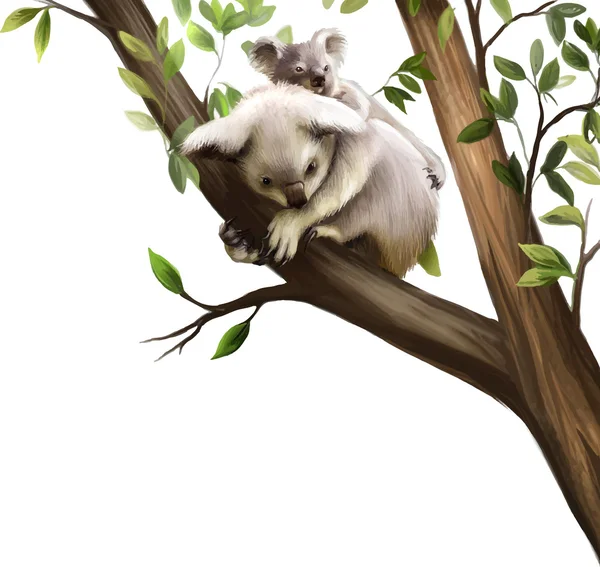 Koala familie — Stockvector