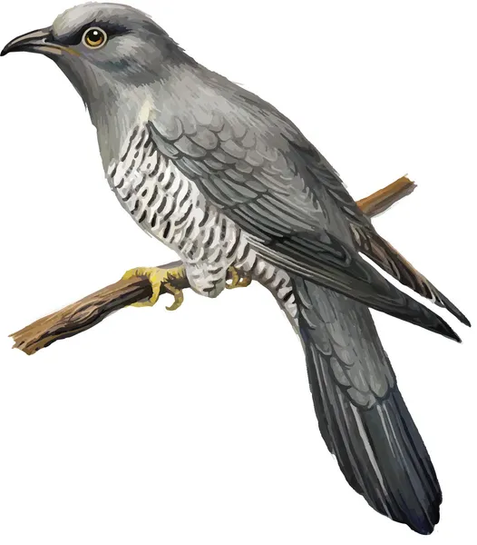 Common Cuckoo — Stock Vector