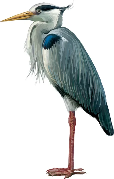 Vectoren grijze heron — Stockvector