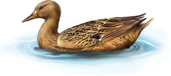 Pato salvaje Mallard — Archivo Imágenes Vectoriales