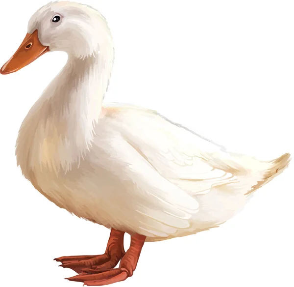 Biały kaczka — Wektor stockowy