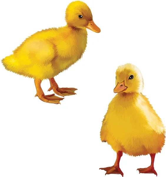 Two little ducklings — Stock Vector
