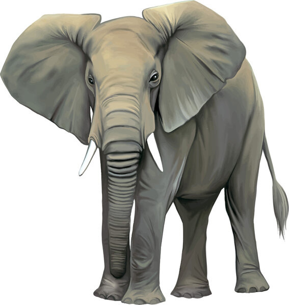 Большой взрослый азиатский слон

