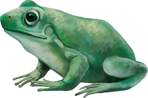 Grenouille verte (européenne ou aquatique) — Image vectorielle