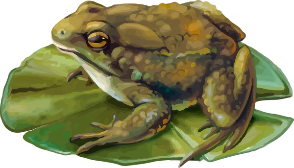 Grenouille assise sur une feuille de lis — Image vectorielle