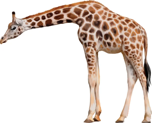 Girafe — Image vectorielle