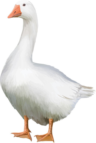 Белый гусь
