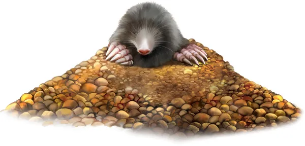 Animal Mole in molehill showing claws — Stock Vector