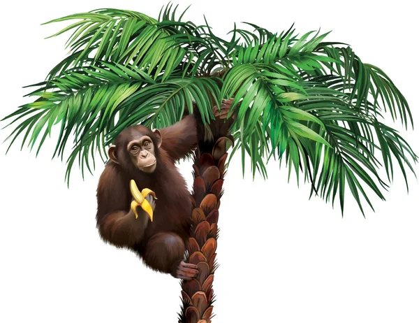 Brown monkey on palm tree — Stock Vector