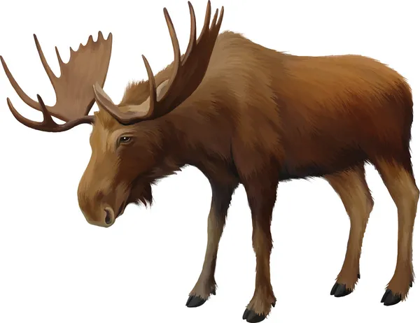 Moose. volwassen mannelijke elanden — Stockvector