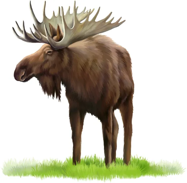 Moose. Adult male elk — Stock Vector