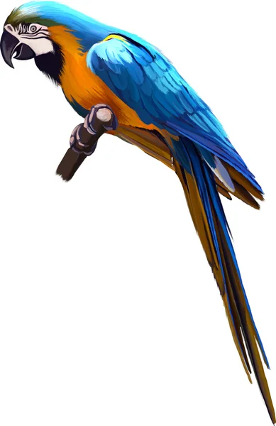 Guacamayo de loro azul colorido — Archivo Imágenes Vectoriales