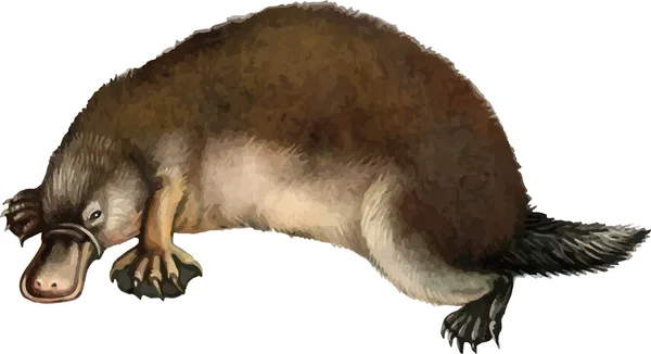 Illustratie van een platypus op wit — Stockvector