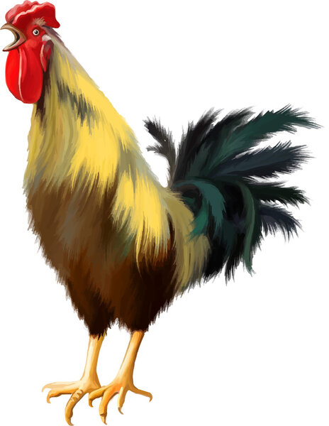 Colorful cock sings.