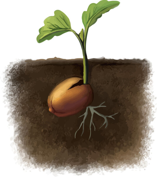 Seed with sprout in soil